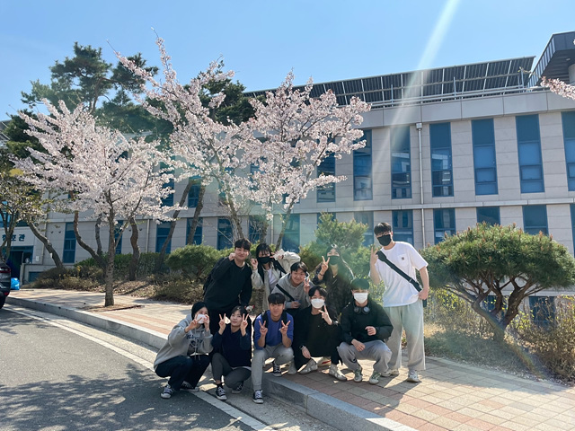 학교 벚꽃